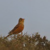 Strnad zahradni - Kreta 6840